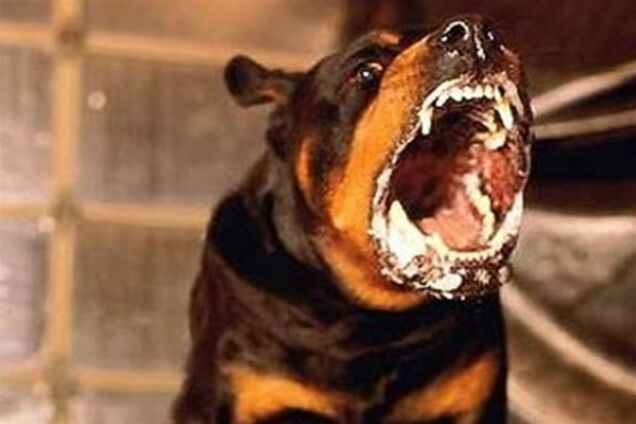 У Харкові собака покусала 4-річної дитини