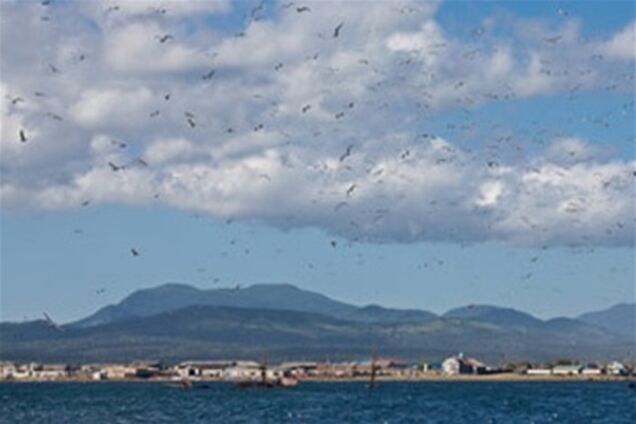 Спірним Курильських островів придумають російські імена 