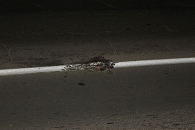 До приїзду Медведєва дорожники нанесли розмітку на мертву кішку