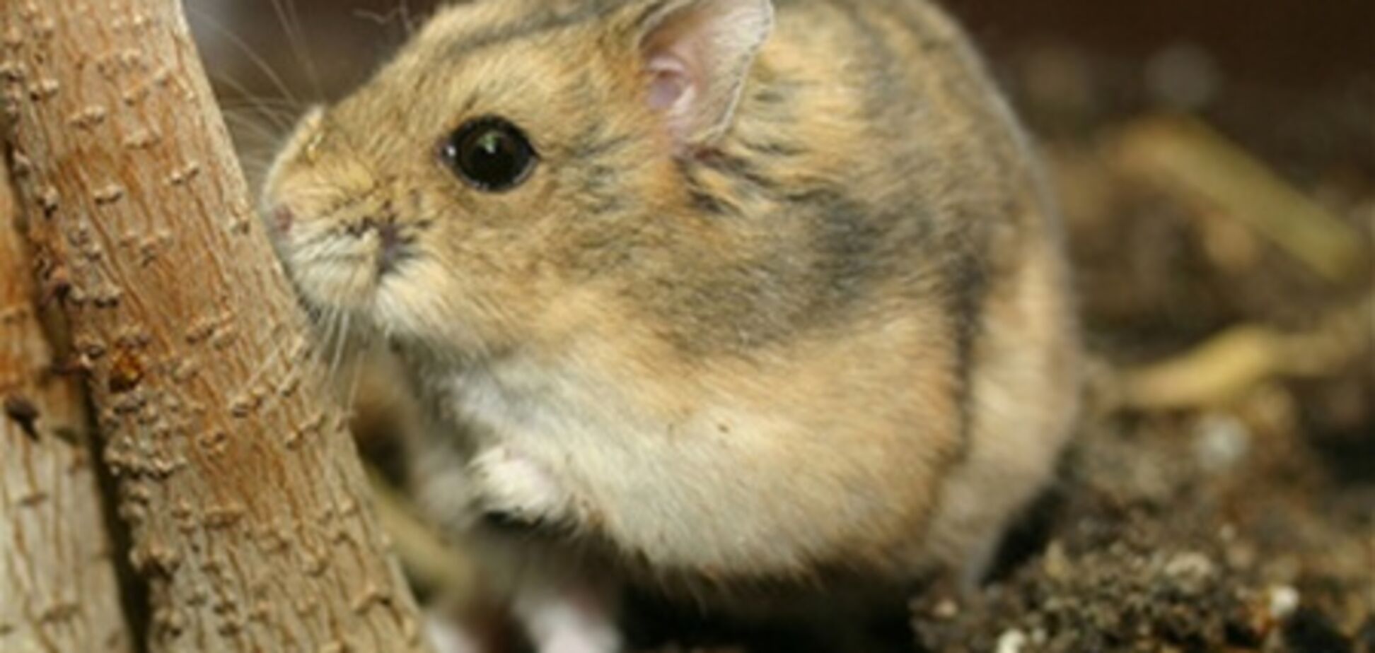 Крым атакуют дикие хомяки