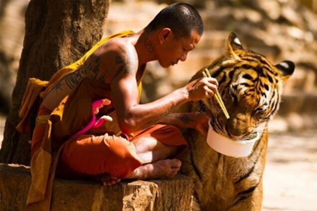 В Таиланде монахи и тигры едят из одной миски. Фото 