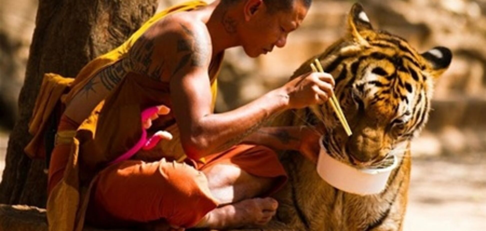 В Таиланде монахи и тигры едят из одной миски. Фото