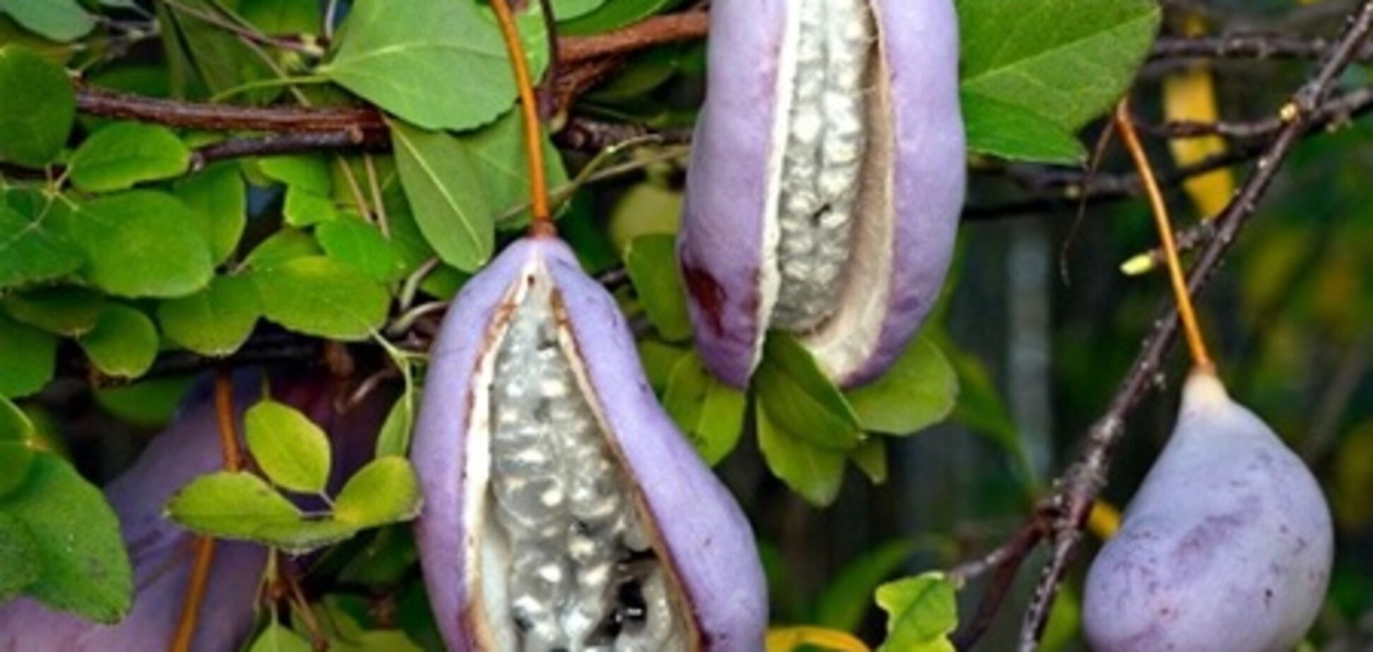 Самые редкие экзотические фрукты. Фото