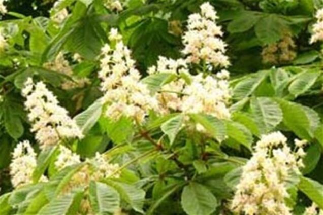 Уже этой осенью на Крещатике высадят новые каштаны