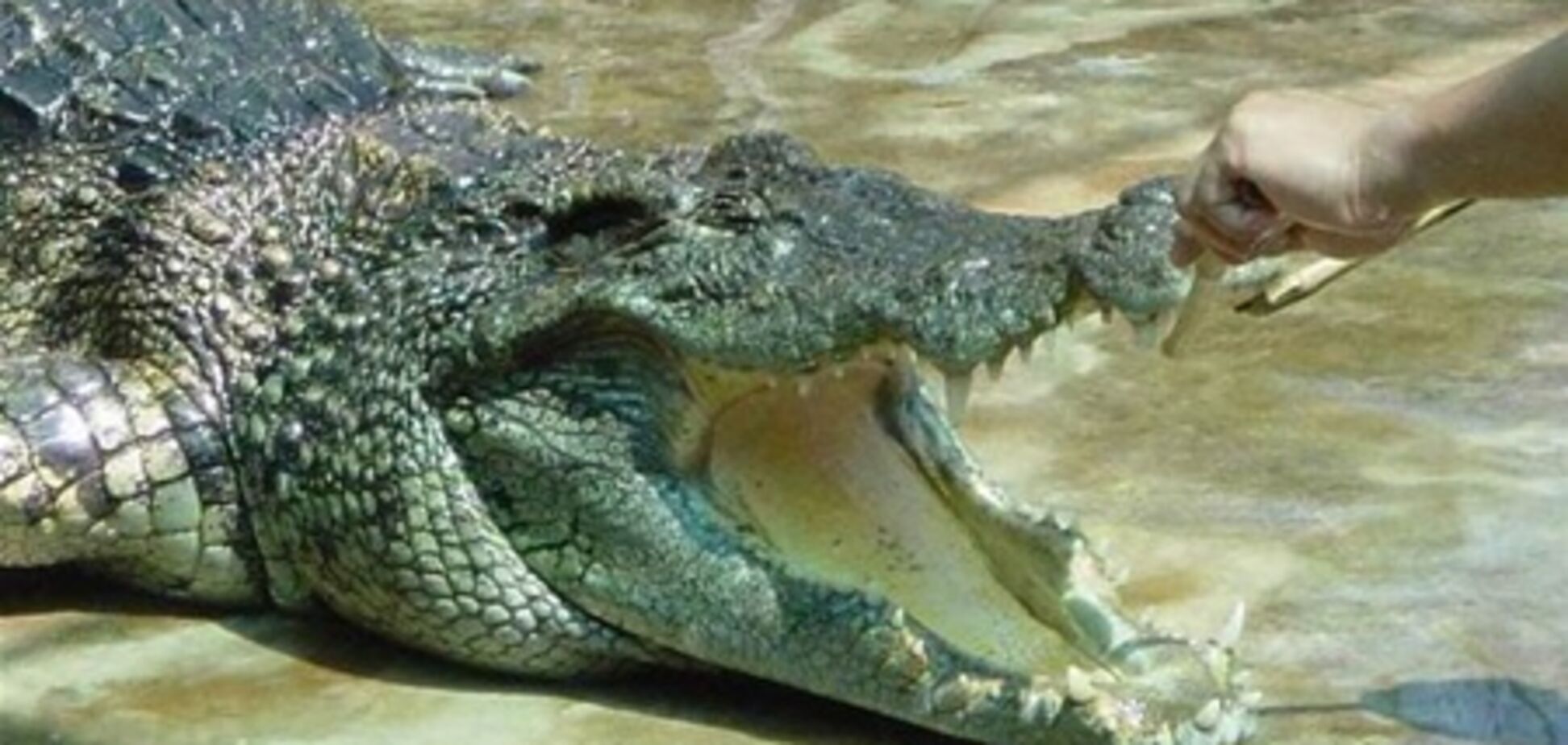 Таиландка скормила себя крокодилам на глазах у туристов