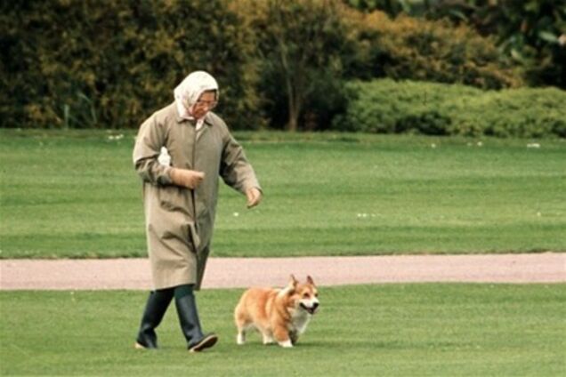 Умерла собака Елизаветы II, снявшаяся в ролике к Олимпиаде