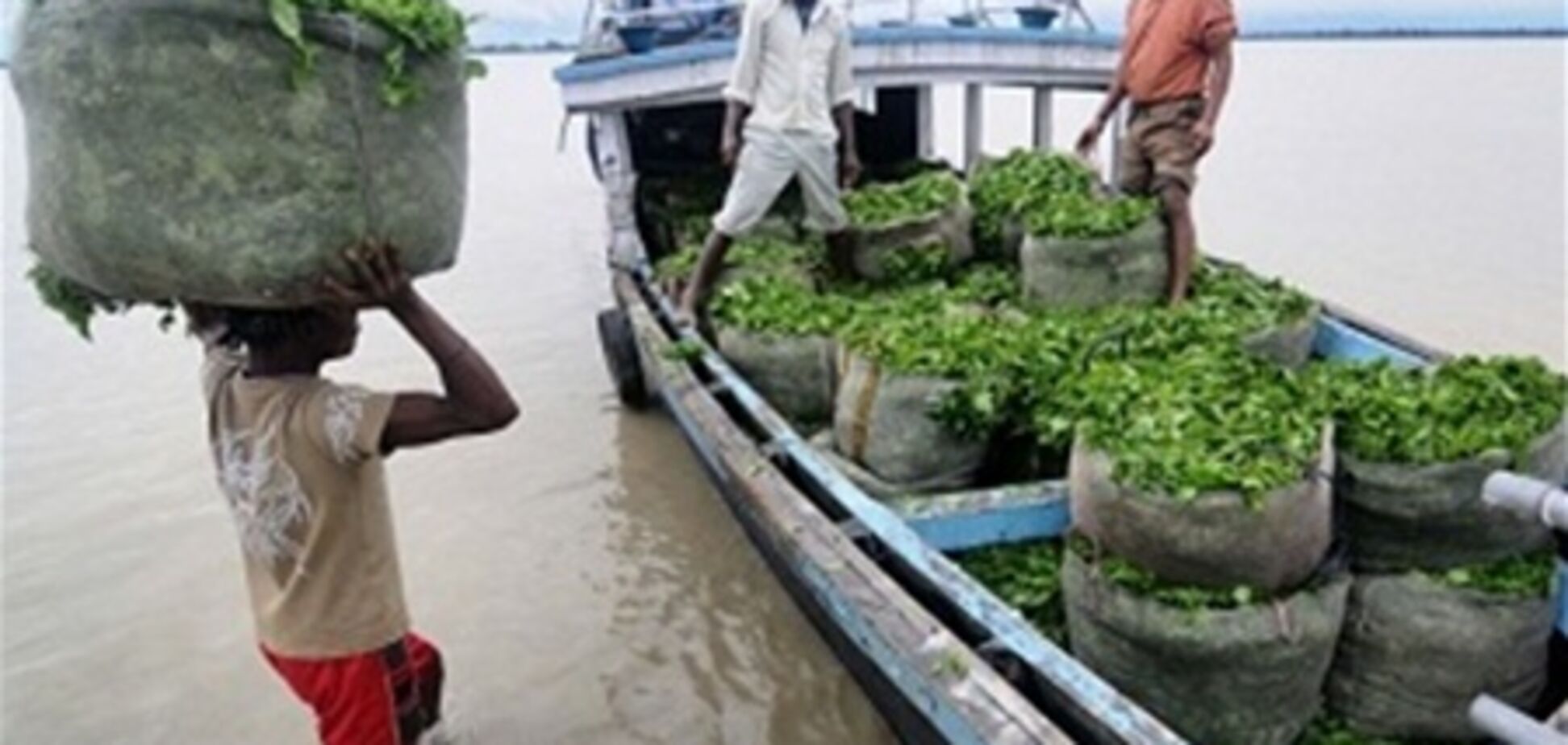 В Індії працівники чайної плантації з'їли роботодавця