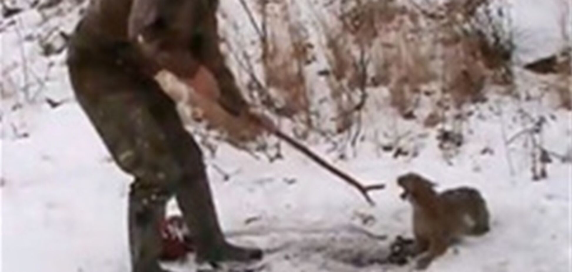Видео спасения рыси, угодившей в капкан, взорвало YouTube