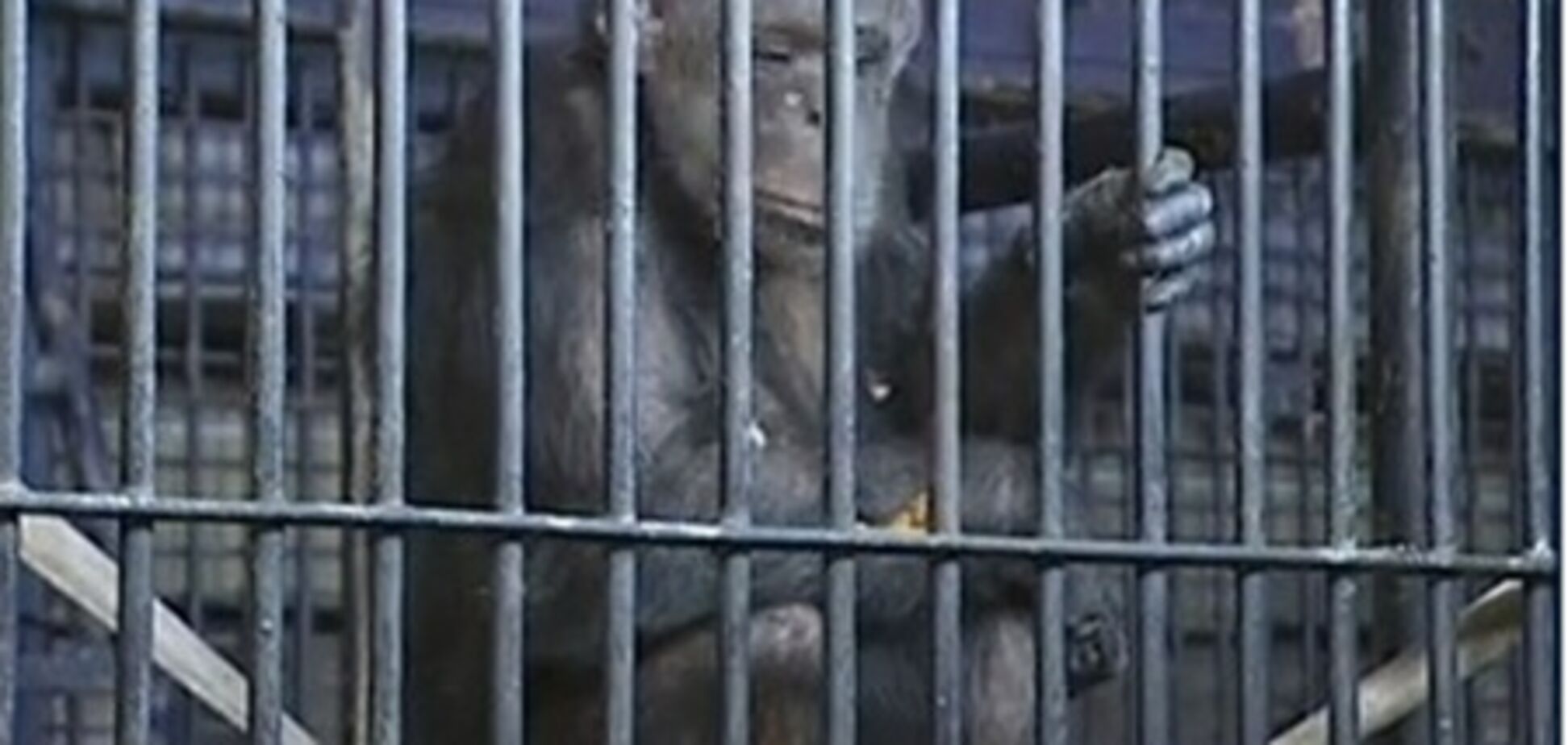 В киевском зоопарке голодают животные