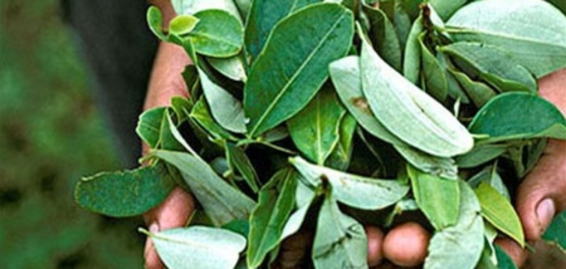 В Боливии легализовали листья коки