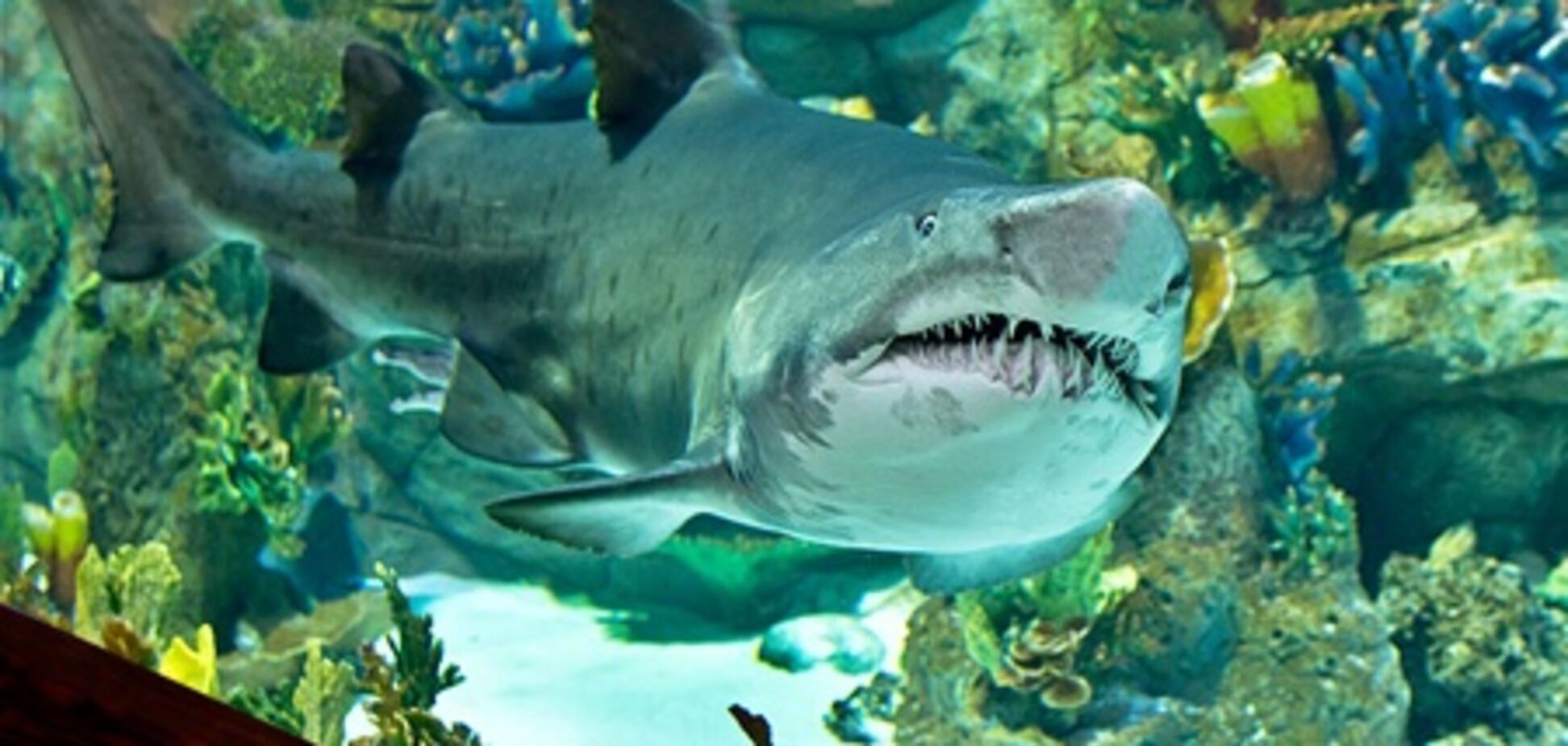 Акула в Киеве: хищник или жертва?