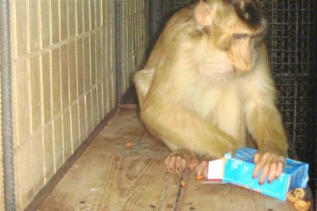 В зоопарке подарили обезьянам 'новогодние наборы'