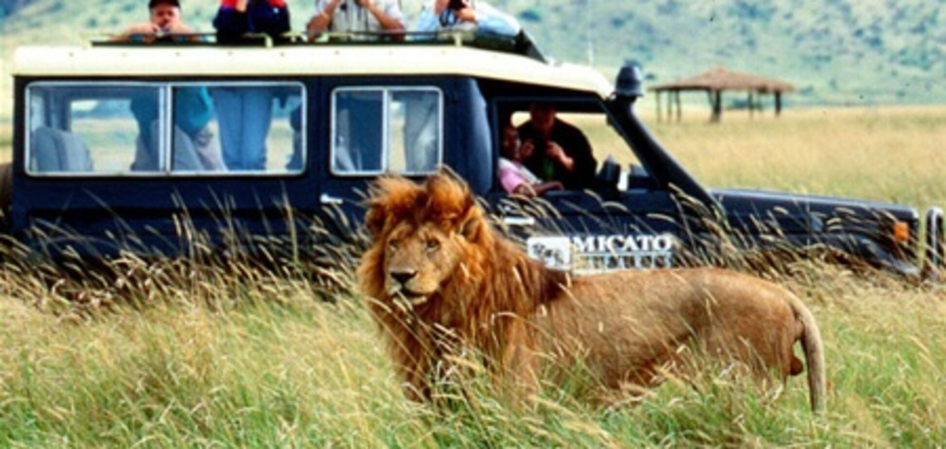 Охота на львов и леопардов в Замбии запрещена
