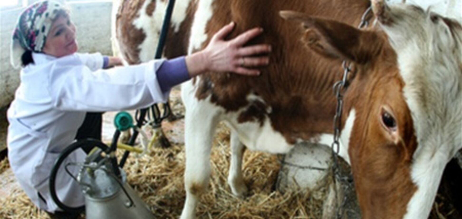 В Украине стало больше свиней и коз, но коровы 'вымирают'