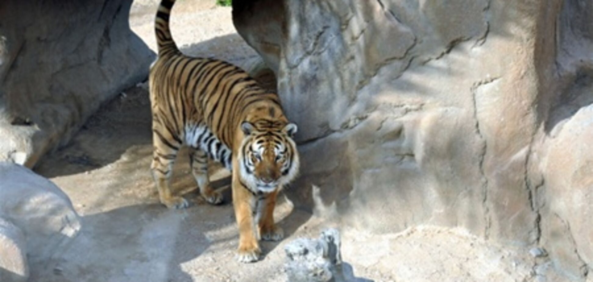 Духовное общение с тигром чуть не закончилось для туриста трагедией