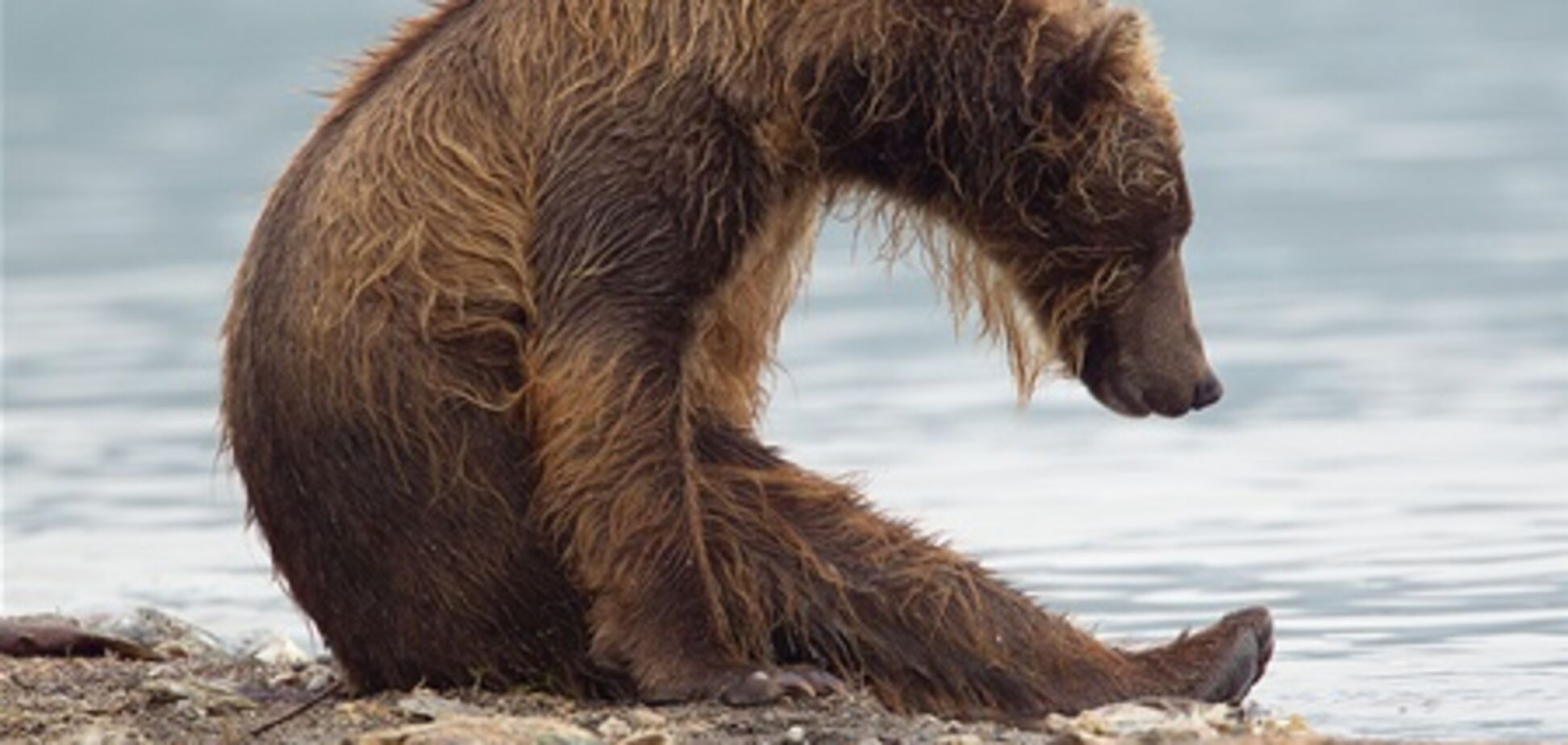 Камчатский медведь