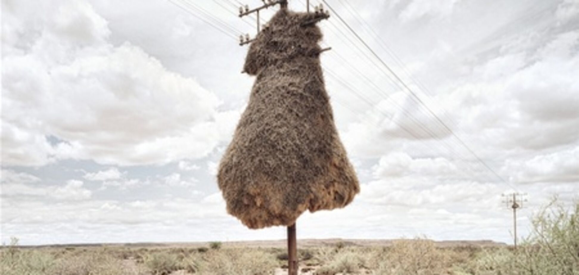 Птицы-ткачи устраивают гнезда на ЛЭП