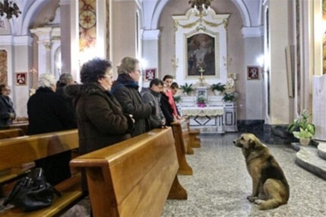 Овчарка каждый день ходит в церковь, где прошли похороны ее хозяйки. Фото