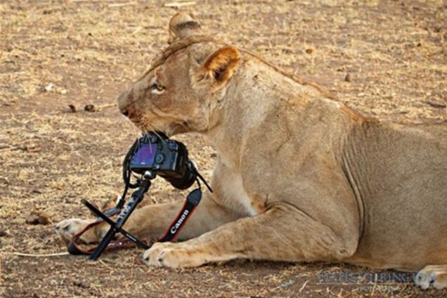 Где же ты, фотограф?