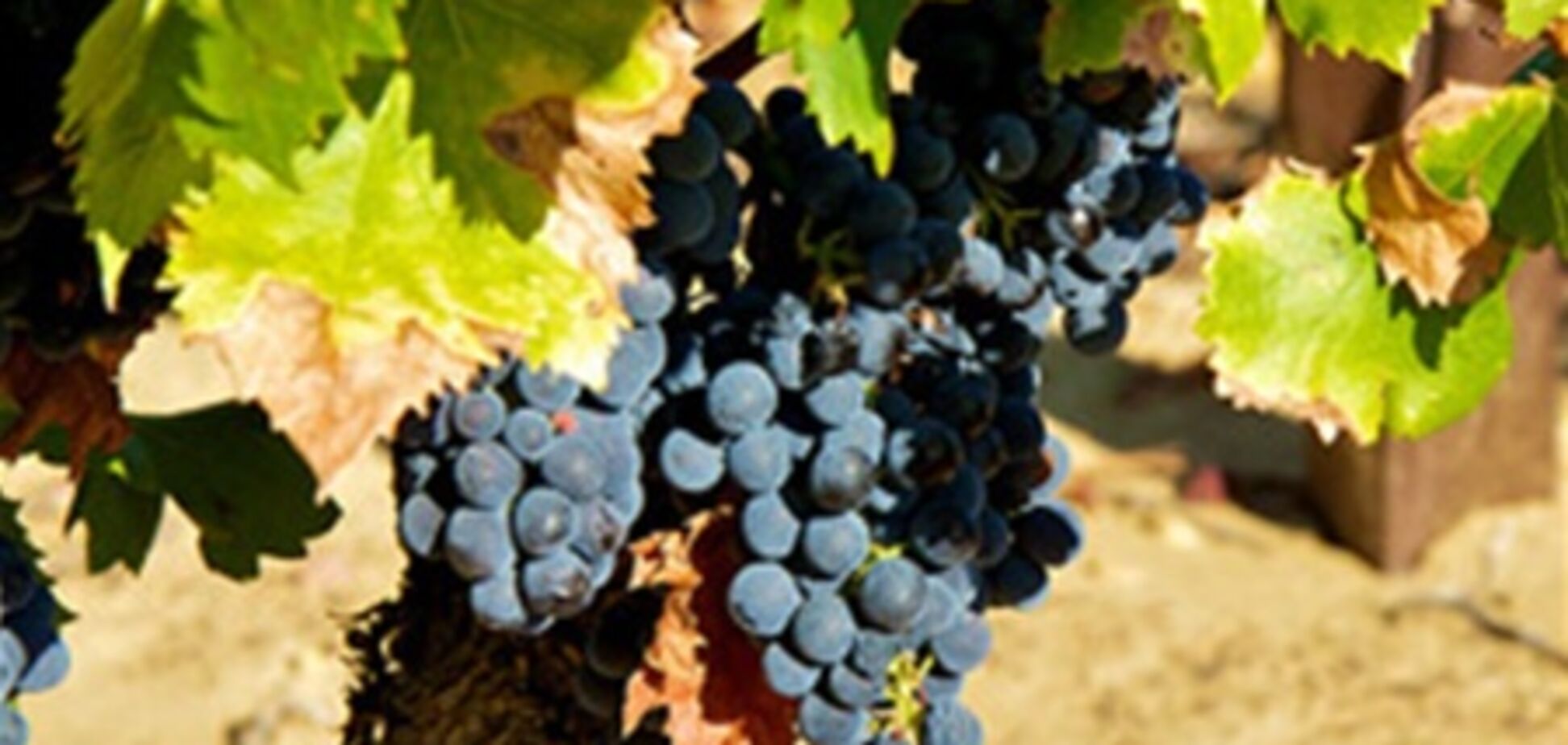 Затверджені нові правила охорони праці для виноробів