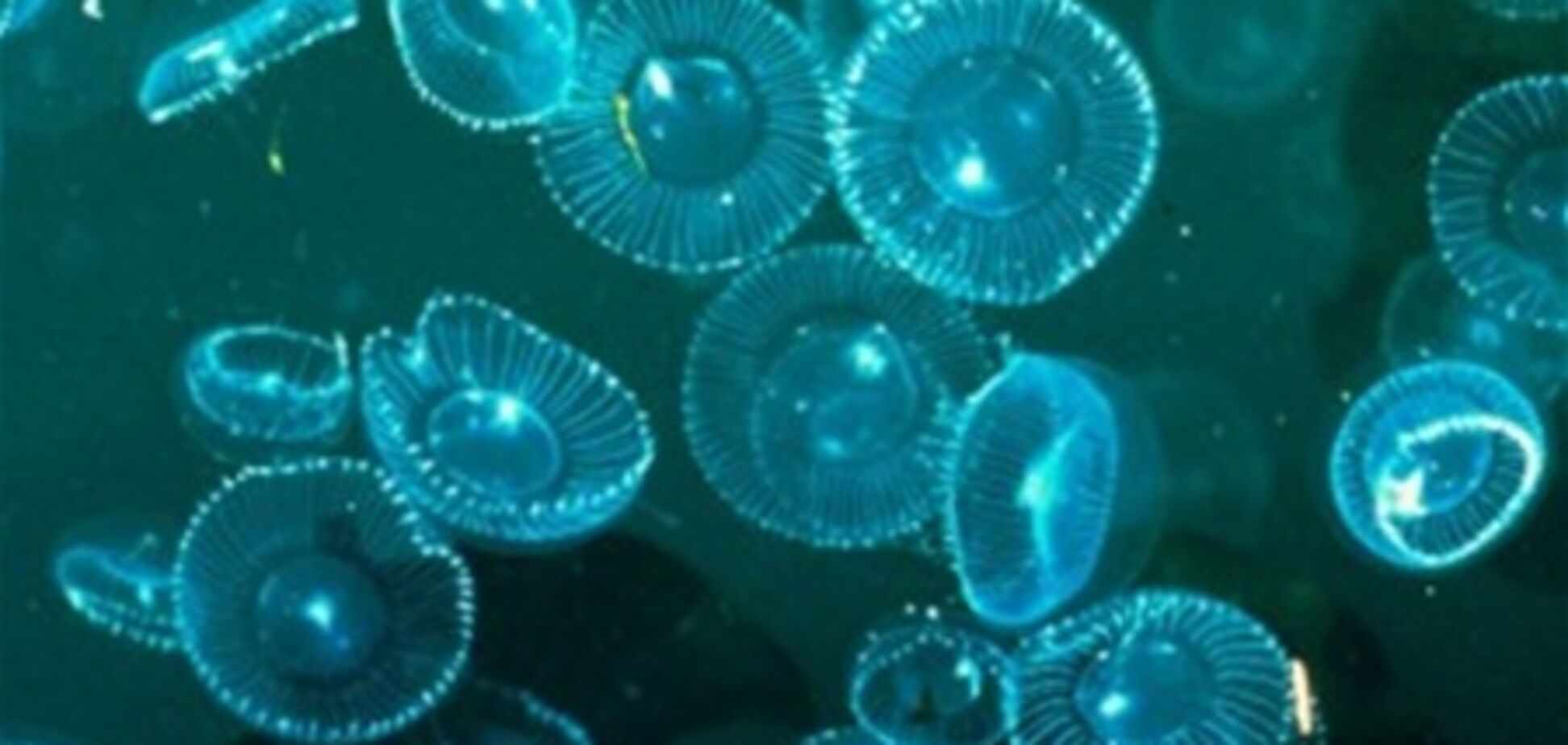 Крим окупували мільйони медуз