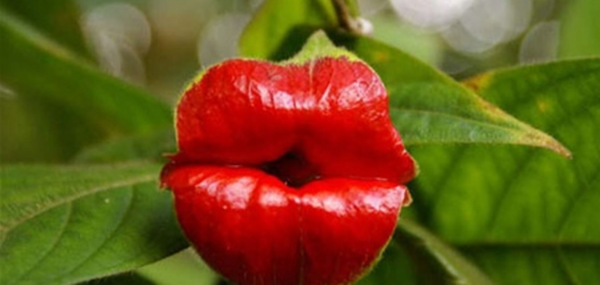 Губы бантиком