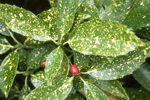 Ядовитые комнатные растения: разновидности и уход