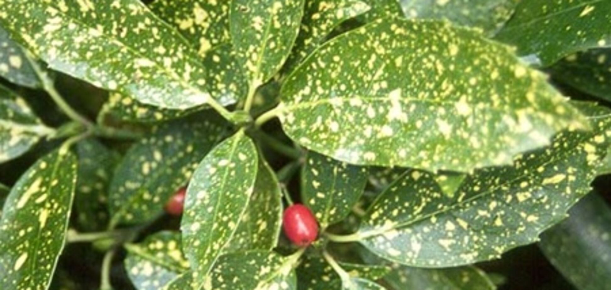 Ядовитые комнатные растения: разновидности и уход