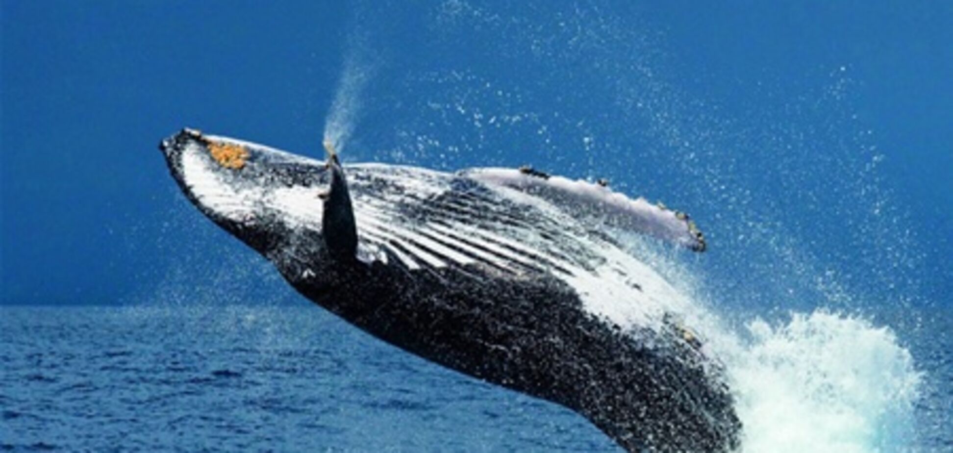 Доминикана приглашает понаблюдать за китами
