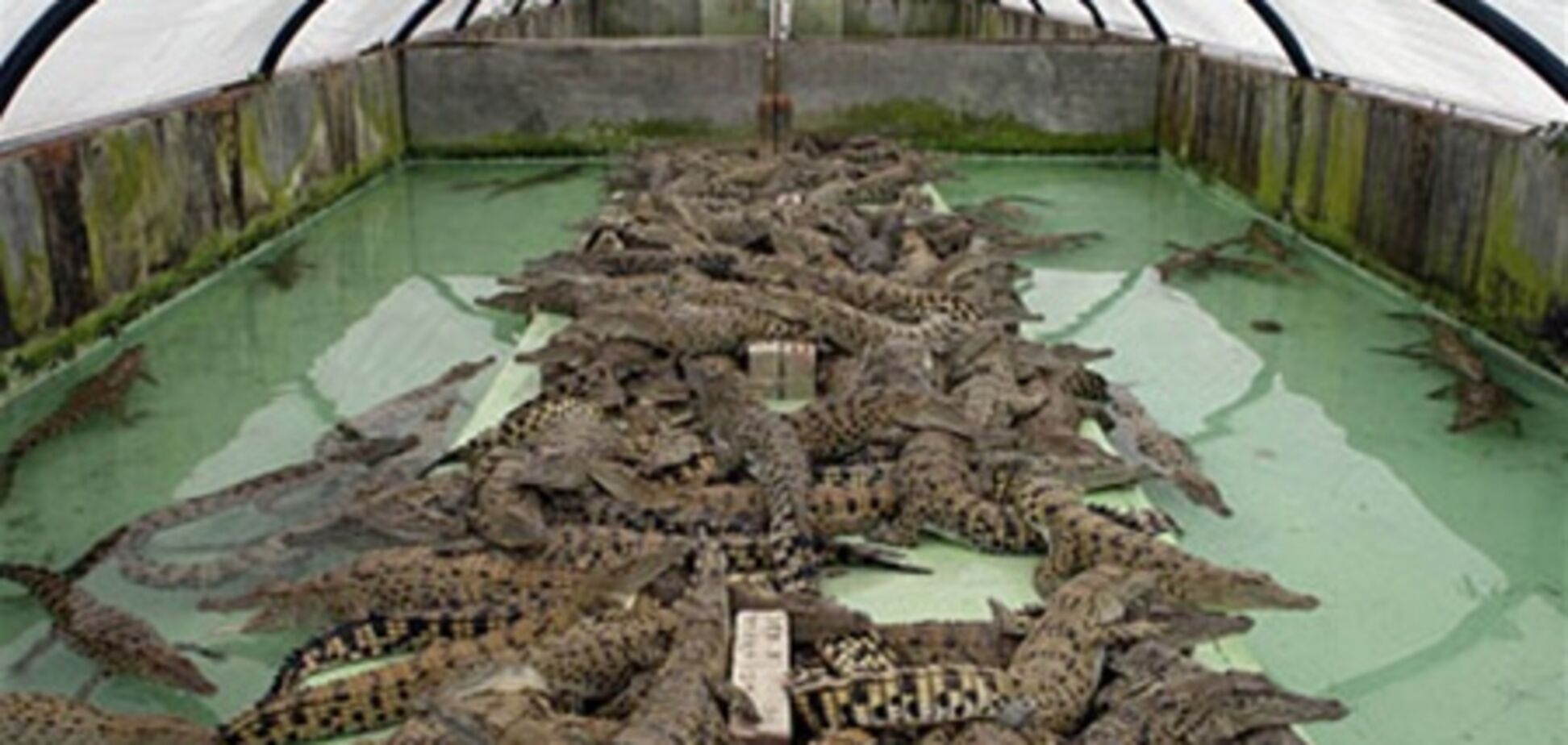 З південноафриканської ферми втекли 15 тисяч крокодилів