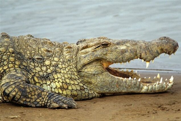 Австралийский крокодил сутки держал туристов на дереве