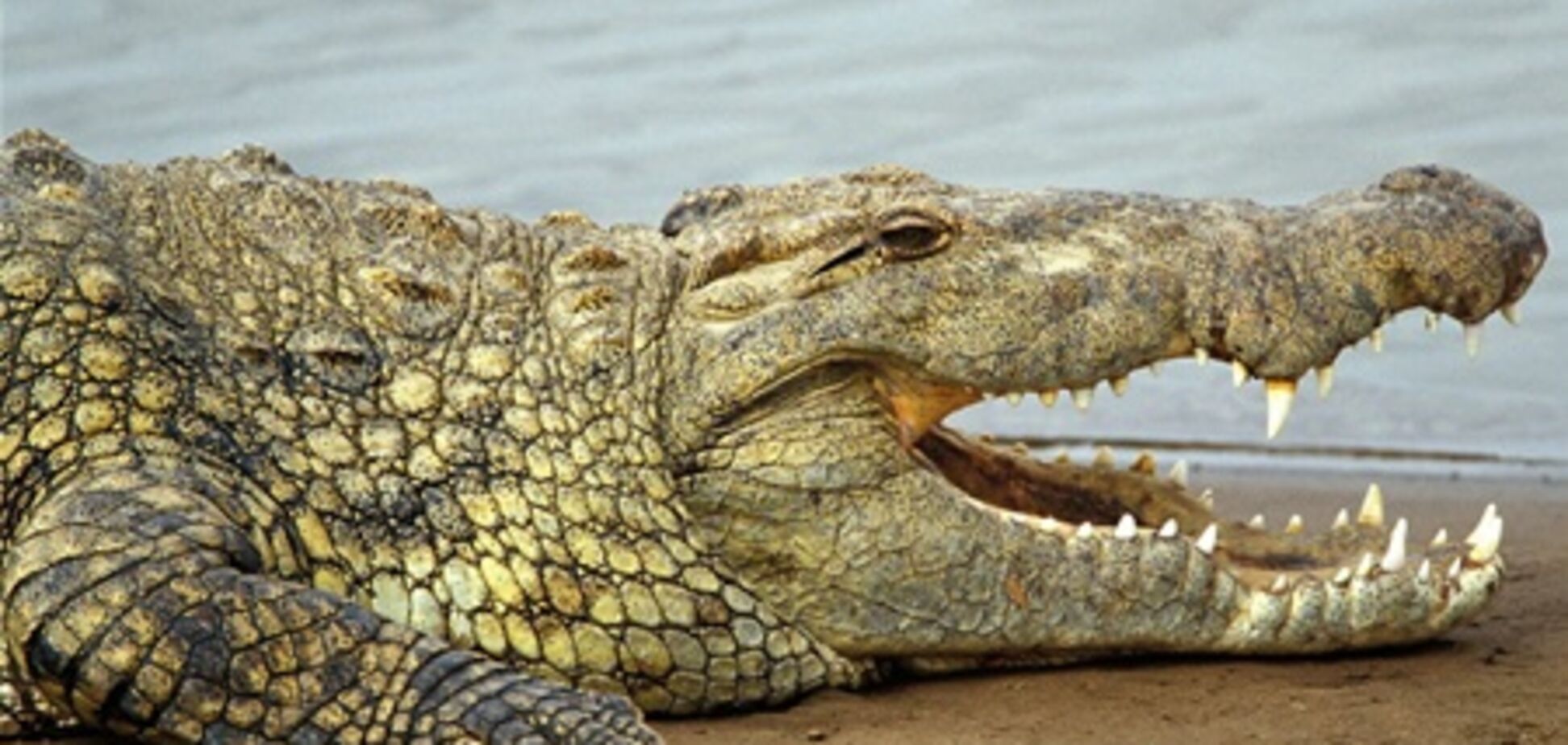 Австралийский крокодил сутки держал туристов на дереве