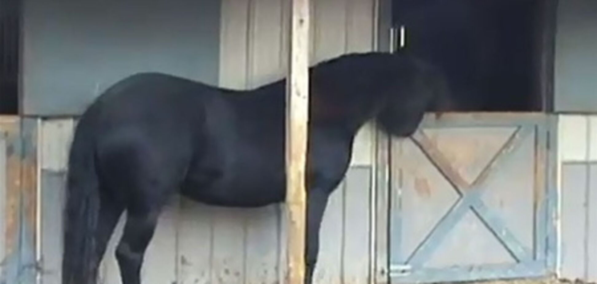 Побег из конюшни: лошадь научилась открывать дверные замки