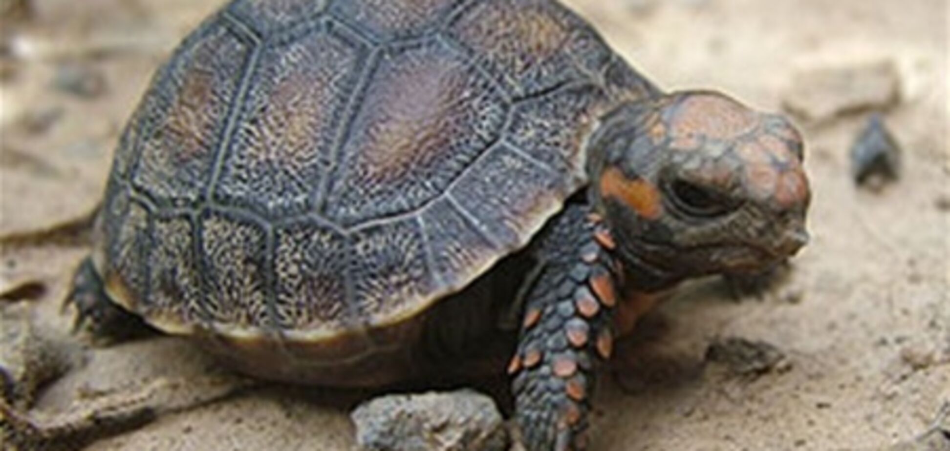 Потерявшаяся черепаха 30 лет прожила без еды