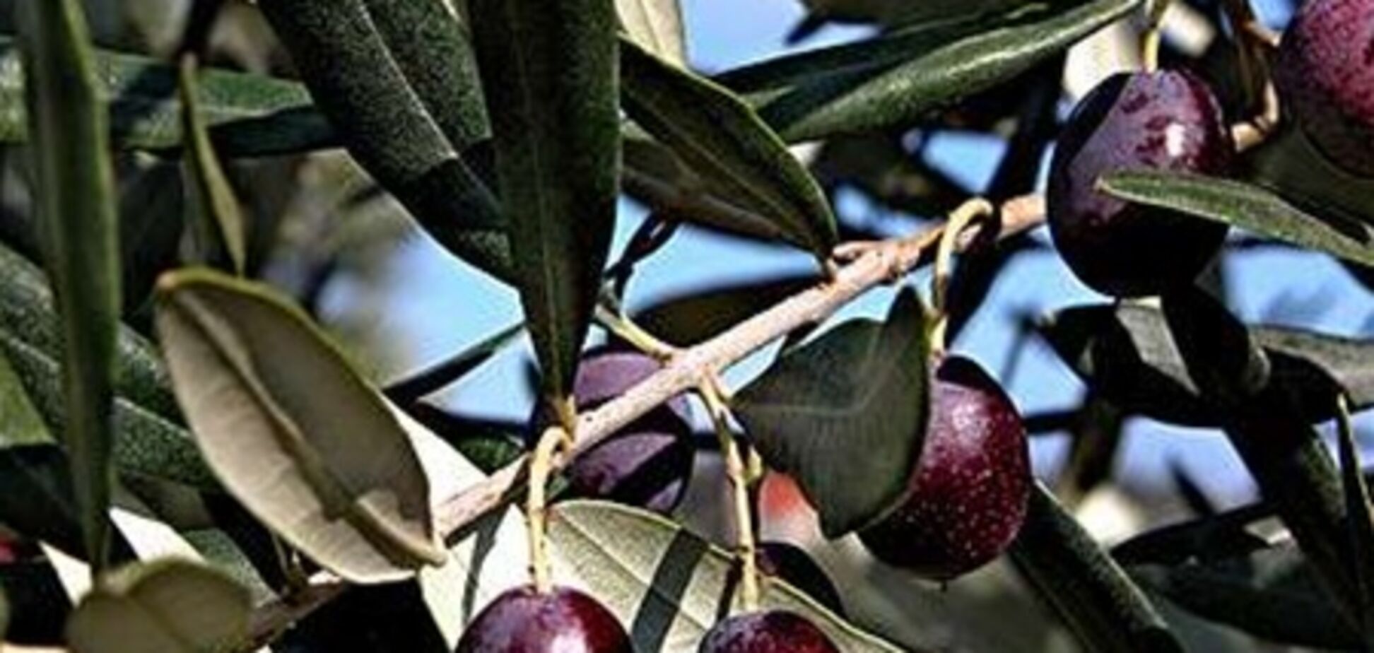 Целительная сила оливковых деревьев