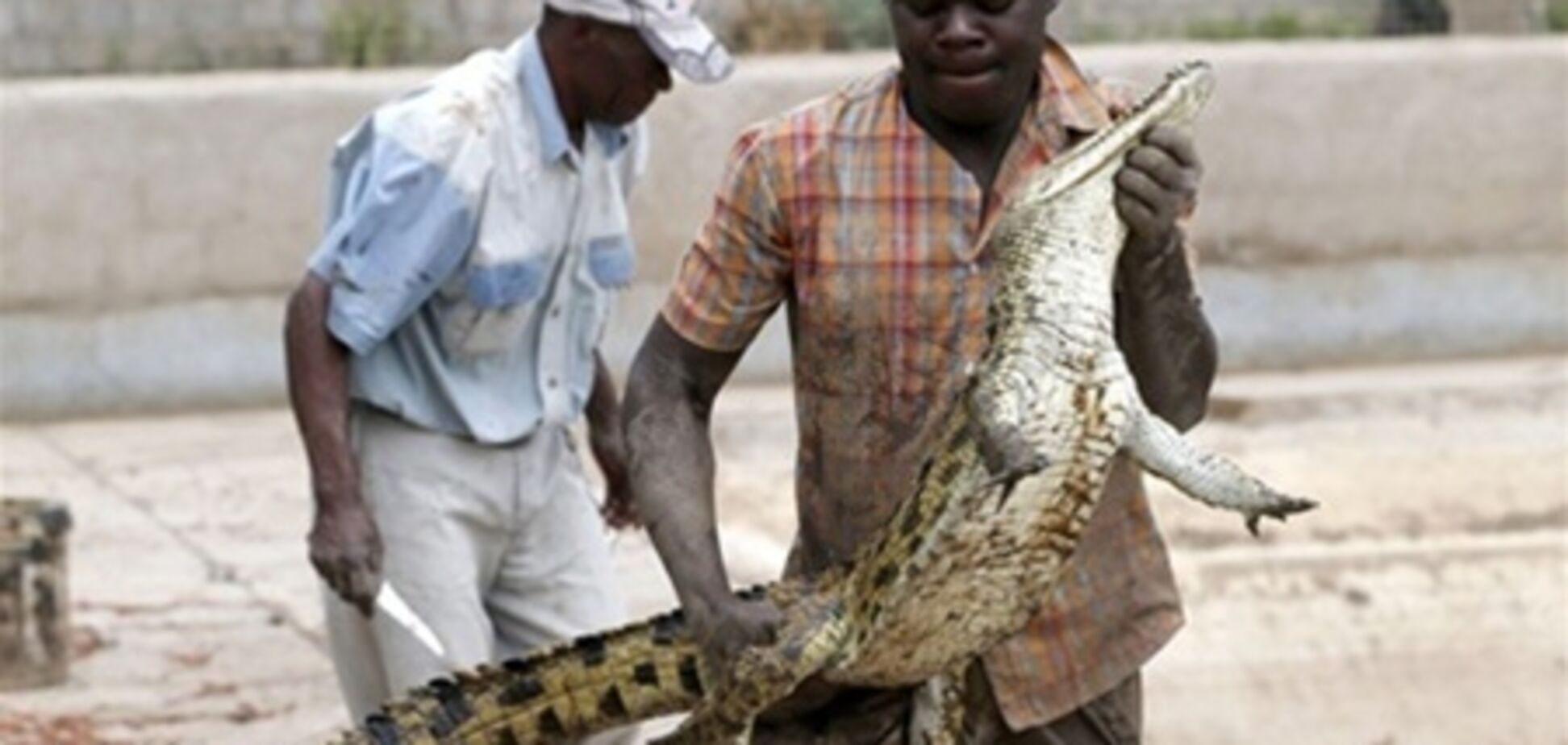 Втекли крокодили продовжують тероризувати жителів ПАР. Фото. Відео