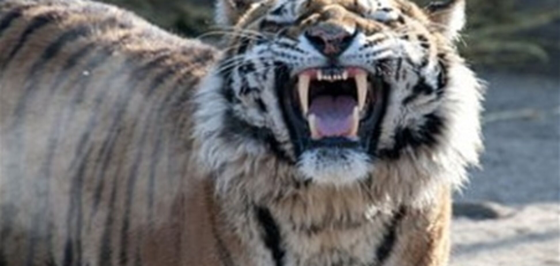 В грузинском зоопарке на безбилетного посетителя напал тигр
