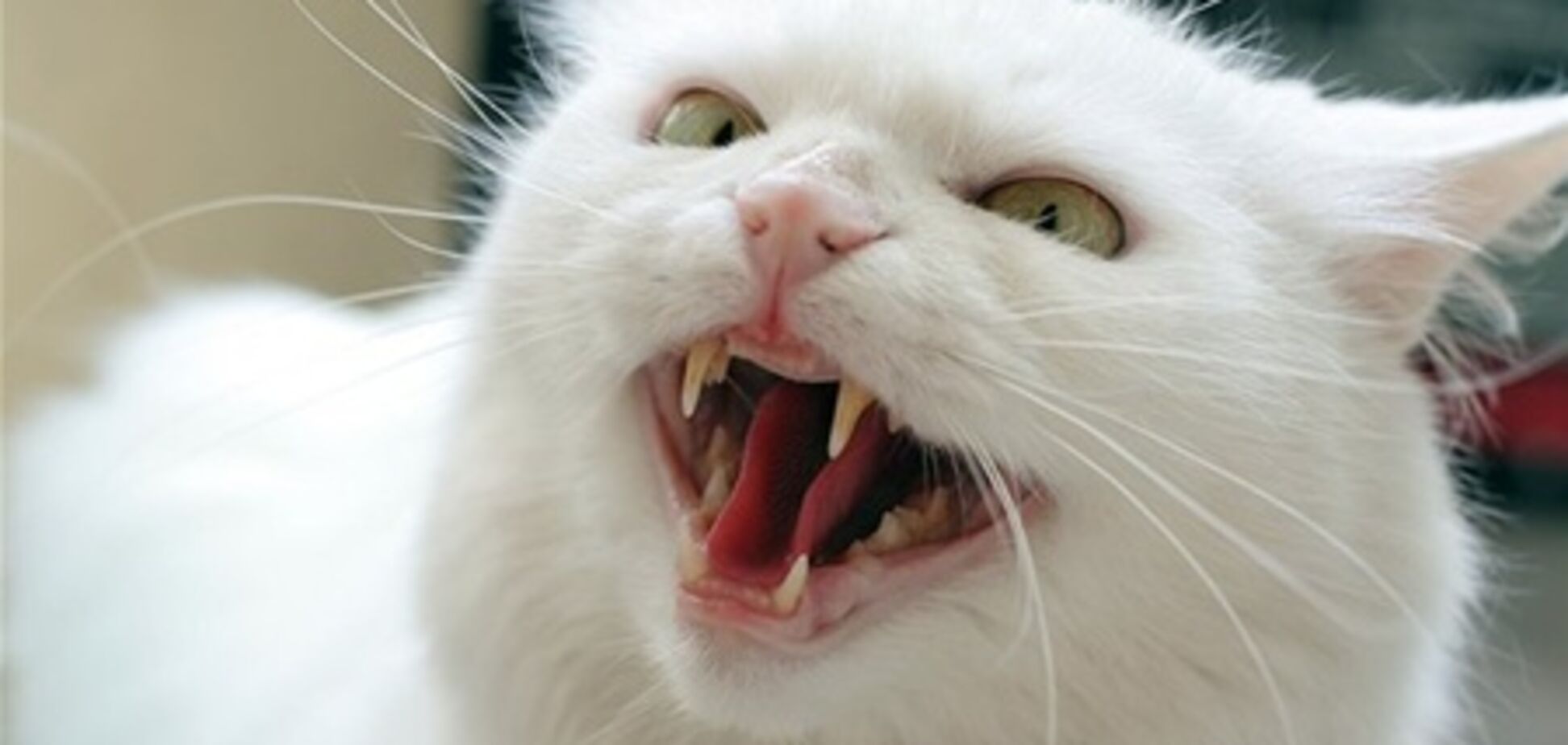 В США домашних котов назвали опасными хищниками