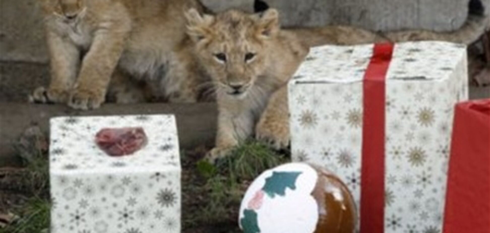 В зоопарке Берлина животных кормят новогодними елками