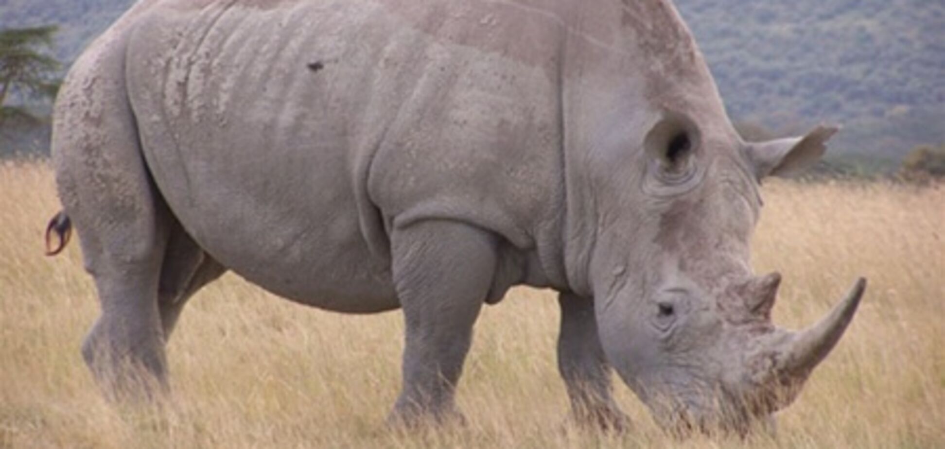 Беспилотники будут защищать носорогов от браконьеров в Африке