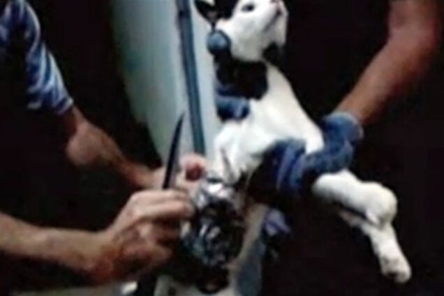 Кот намагався пронести до в'язниці свердла і напилки