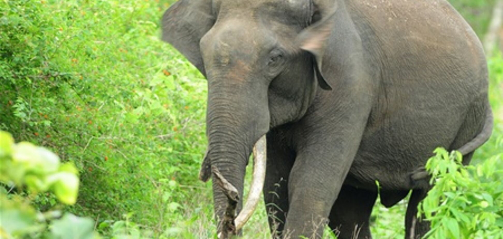 Браконьеры убили 11 слонов в Кении ради бивней