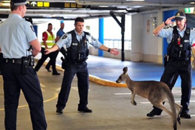 В австралийском аэропорту несколько часов ловили кенгуру