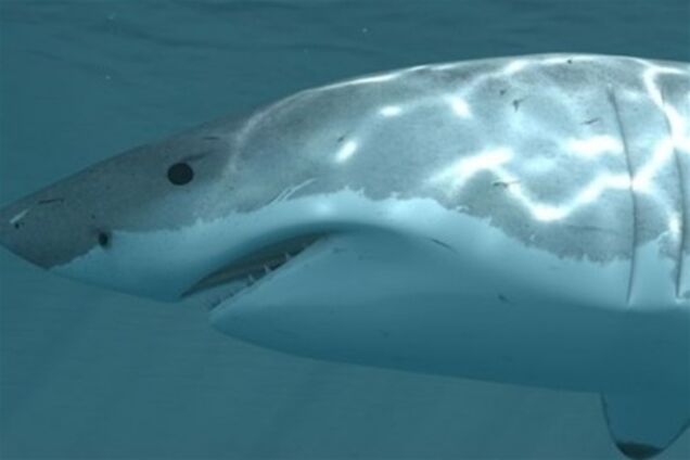 В ТРЦ Киева мучают акулу ради забавы посетителей. Видео