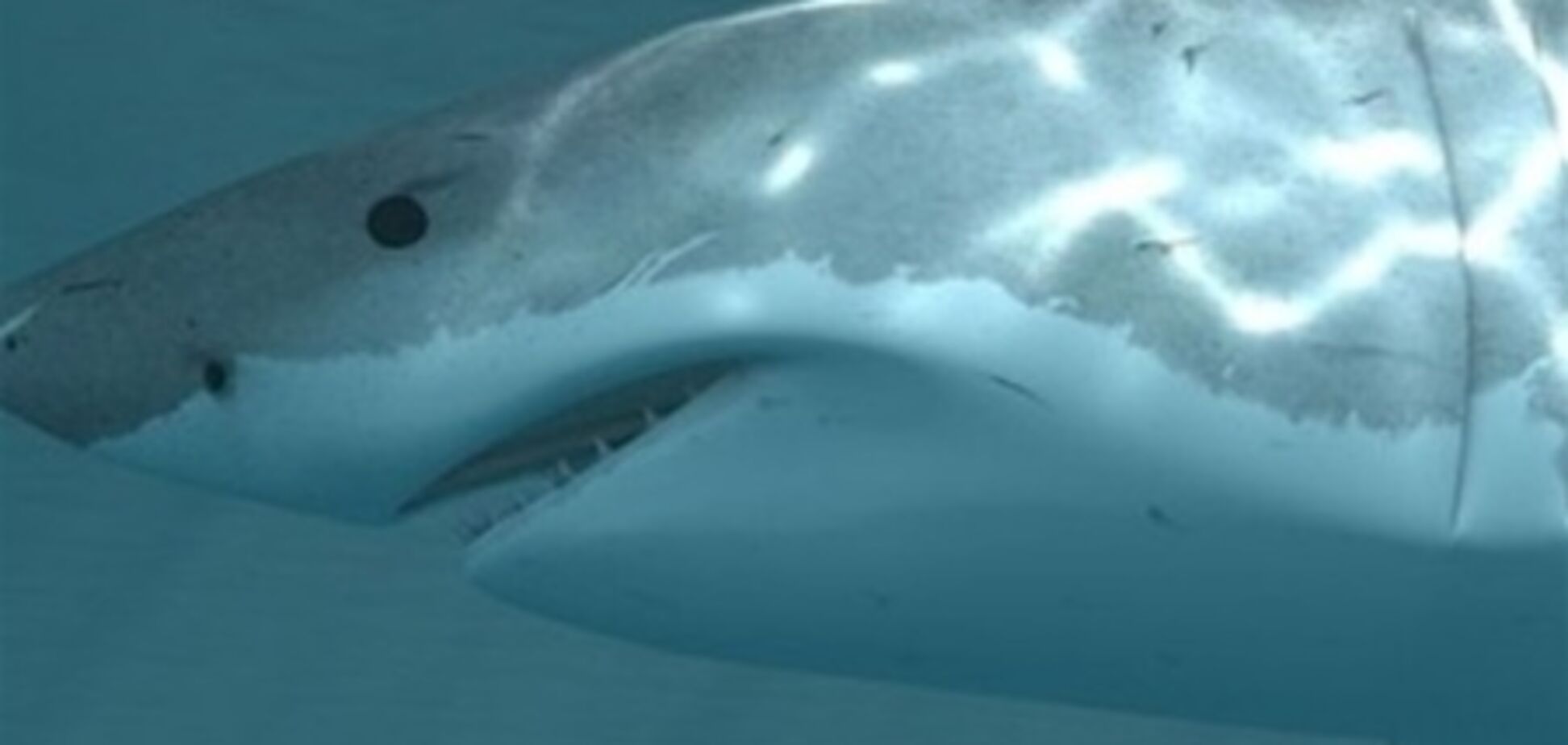 Власти обещают помочь акуле из Ocean Plaza