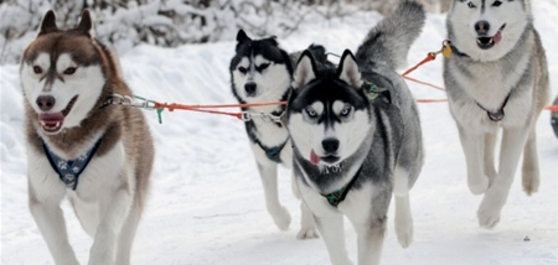 На 'Олимпийском' устроят соревнования северных собак