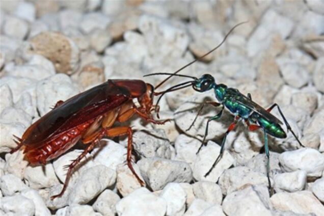 Оси-паразити дезінфікують своїх жертв перед їжею