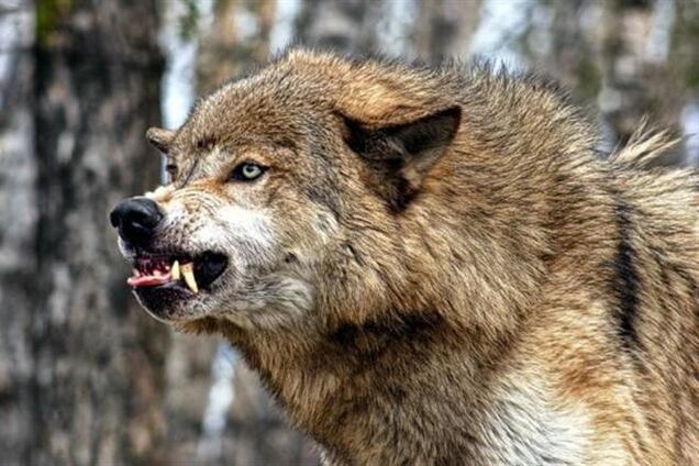 Вовк, що покусав людей на Житомирщині, був хворий на сказ