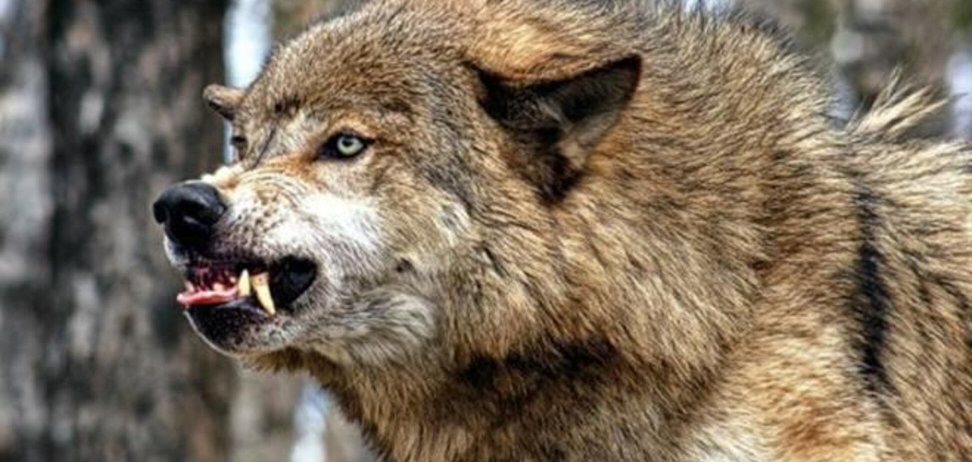 Волк, покусавший людей на Житомирщине, был болен бешенством