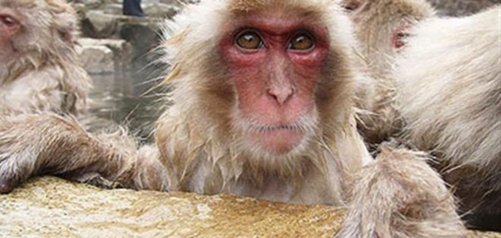 Власти Японии выплатят по $200 жертвам дикой макаки